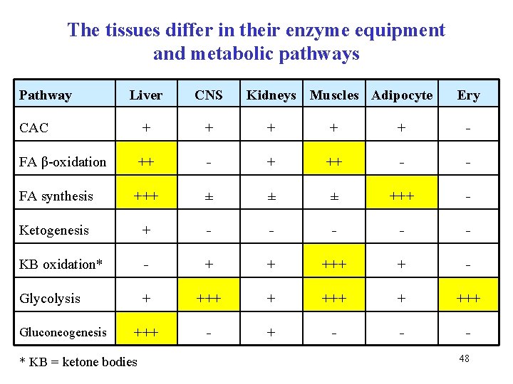 The tissues differ in their enzyme equipment and metabolic pathways Pathway Liver CNS CAC