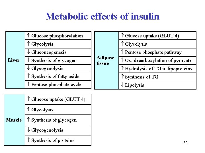 Metabolic effects of insulin Liver Glucose phosphorylation Glucose uptake (GLUT 4) Glycolysis Gluconeogenesis Pentose