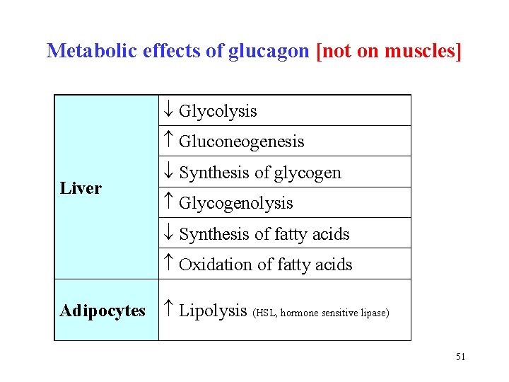 Metabolic effects of glucagon [not on muscles] Glycolysis Gluconeogenesis Liver Synthesis of glycogen Glycogenolysis