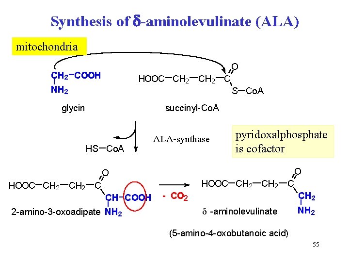 Synthesis of -aminolevulinate (ALA) mitochondria O CH 2 COOH HOOC CH 2 C NH