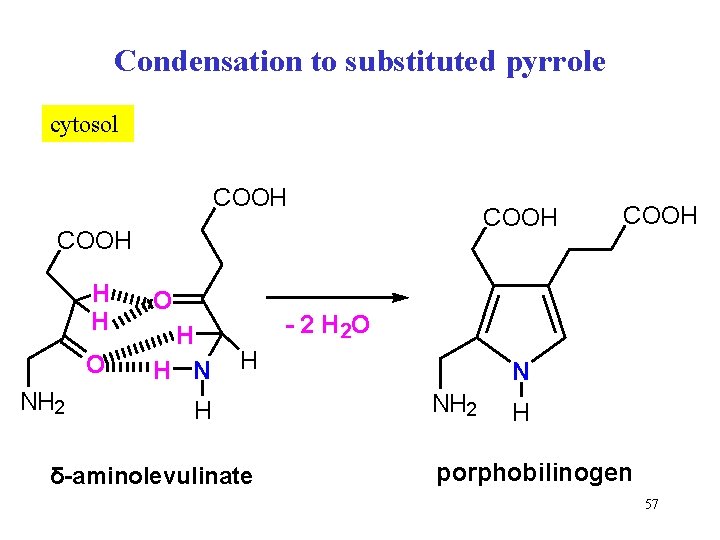 Condensation to substituted pyrrole cytosol COOH H H O NH 2 O H H