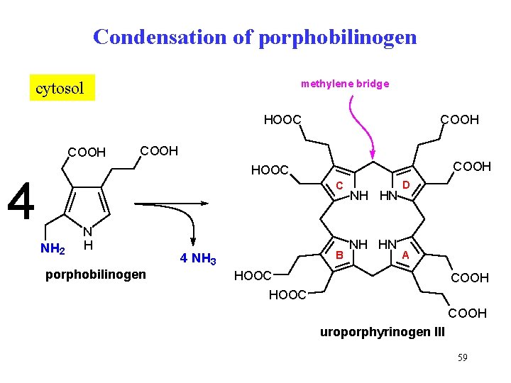 Condensation of porphobilinogen methylene bridge cytosol COOH HOOC COOH HOOC 4 C NH 2