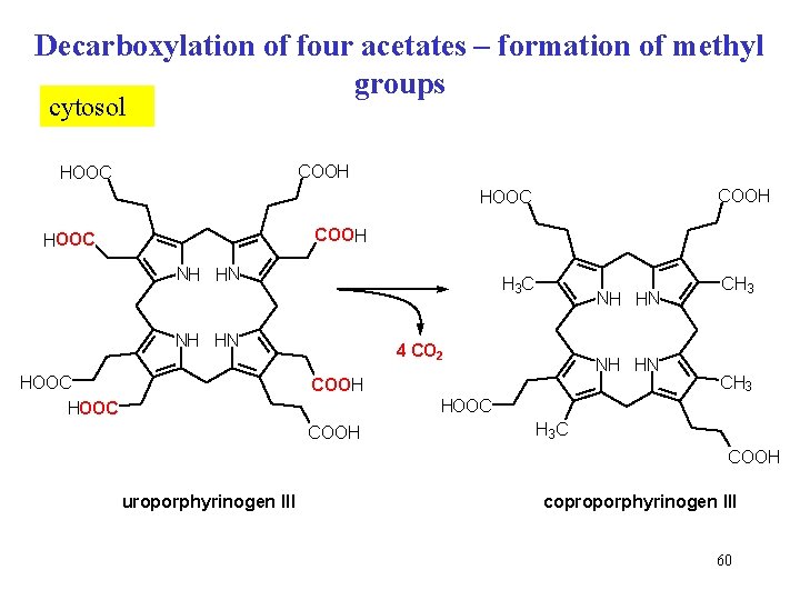 Decarboxylation of four acetates – formation of methyl groups cytosol COOH HOOC NH HN