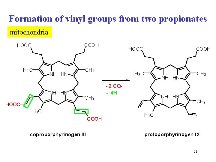 Formation of vinyl groups from two propionates mitochondria COOH HOOC H 3 C NH