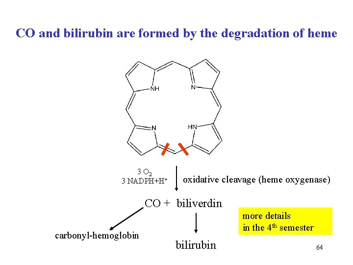 CO and bilirubin are formed by the degradation of heme 3 O 2 3