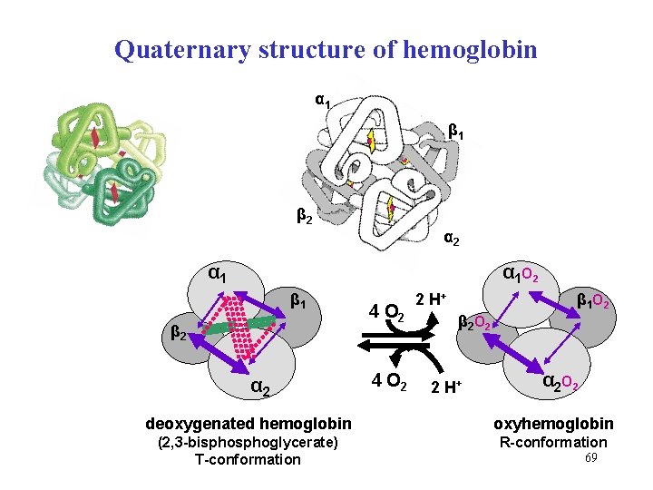 Quaternary structure of hemoglobin α 1 β 2 α 1 α 1 O 2
