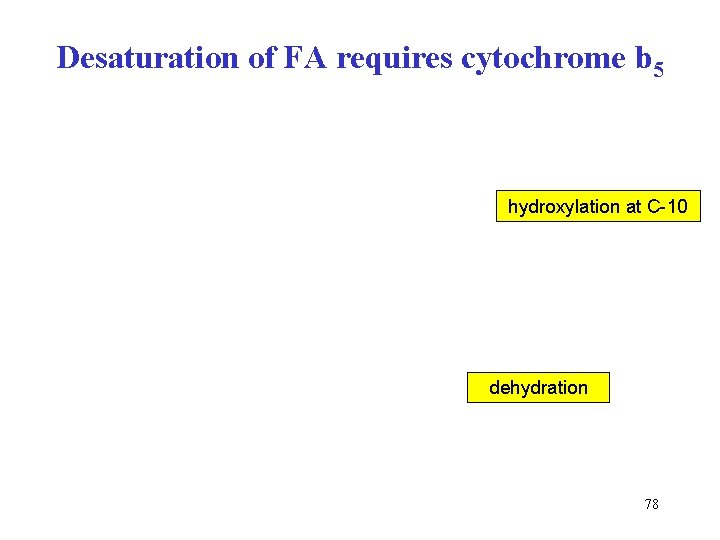 Desaturation of FA requires cytochrome b 5 hydroxylation at C-10 dehydration 78 