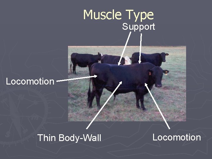 Muscle Type Support Locomotion Thin Body-Wall Locomotion 