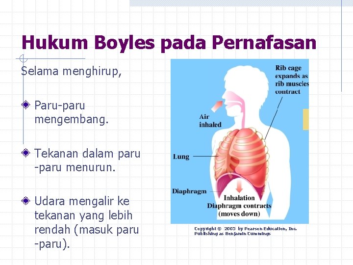 Hukum Boyles pada Pernafasan Selama menghirup, Paru-paru mengembang. Tekanan dalam paru -paru menurun. Udara
