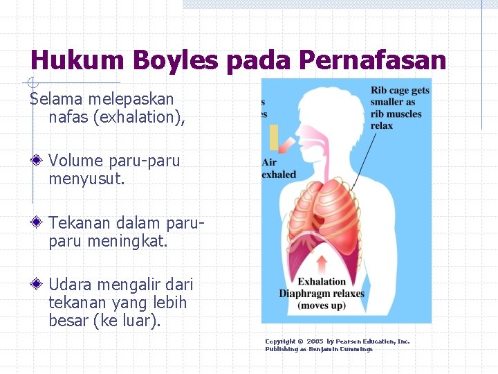 Hukum Boyles pada Pernafasan Selama melepaskan nafas (exhalation), Volume paru-paru menyusut. Tekanan dalam paru