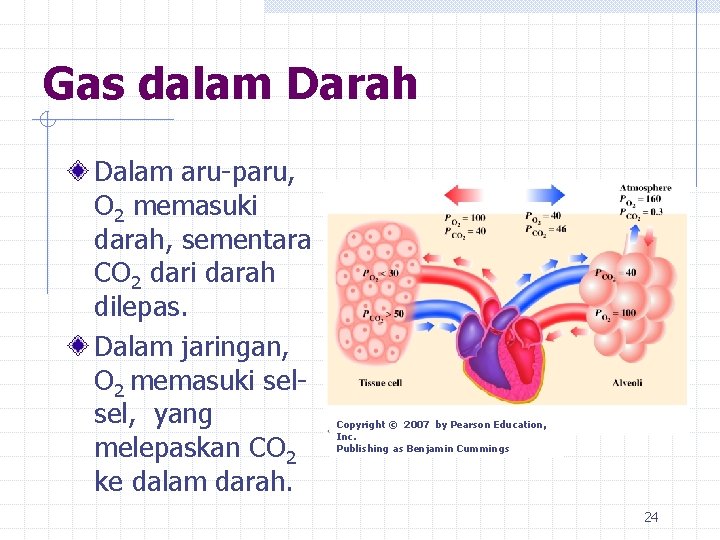 Gas dalam Darah Dalam aru-paru, O 2 memasuki darah, sementara CO 2 dari darah