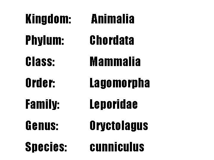 Kingdom: Animalia Phylum: Chordata Class: Mammalia Order: Lagomorpha Family: Leporidae Genus: Oryctolagus Species: cunniculus