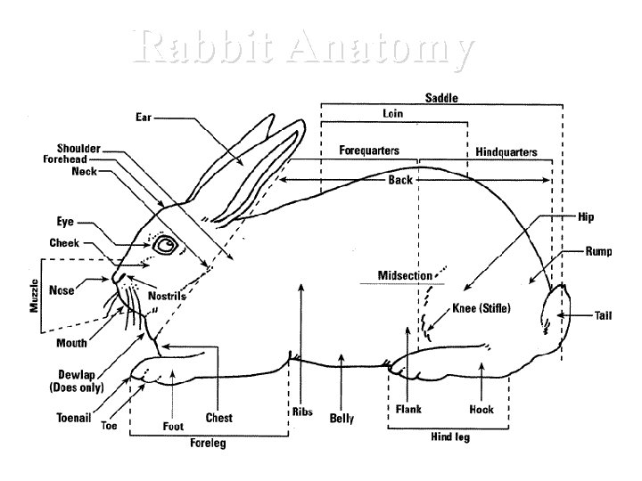 Rabbit Anatomy 