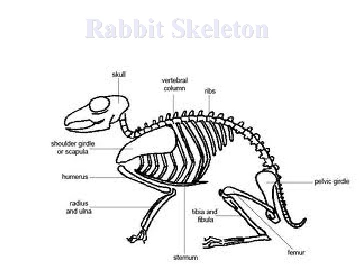 Rabbit Skeleton 