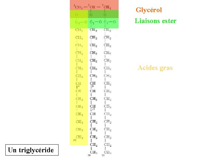 Glycérol Liaisons ester Acides gras Un triglycéride 
