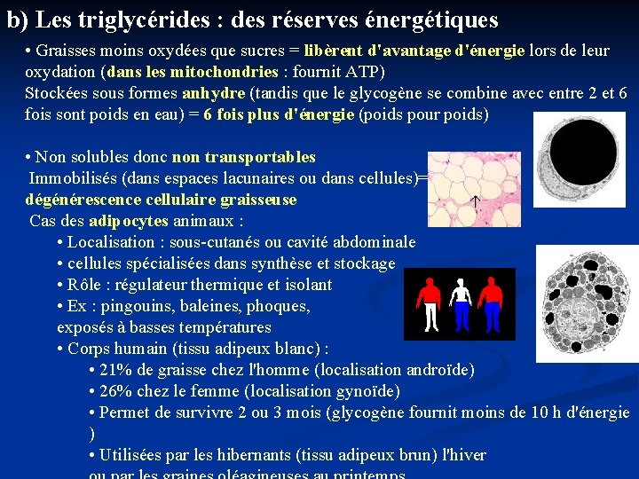 b) Les triglycérides : des réserves énergétiques • Graisses moins oxydées que sucres =