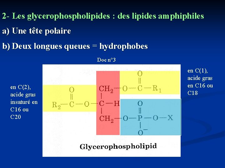 2 - Les glycerophospholipides : des lipides amphiphiles a) Une tête polaire b) Deux