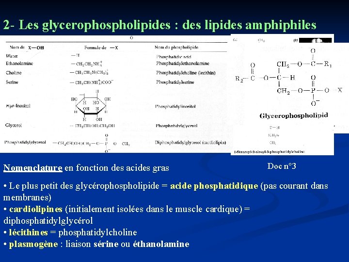 2 - Les glycerophospholipides : des lipides amphiphiles a) Une tête polaire = a)