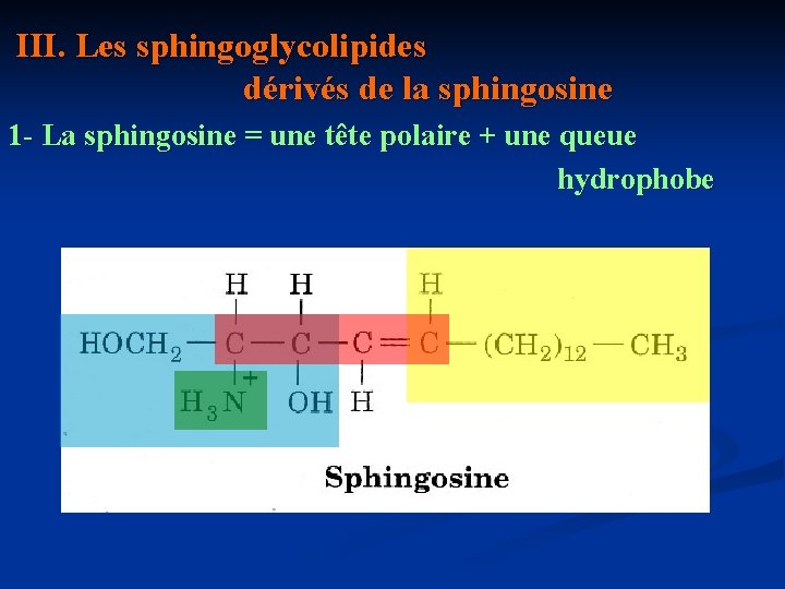  III. Les sphingoglycolipides dérivés de la sphingosine 1 - La sphingosine = une