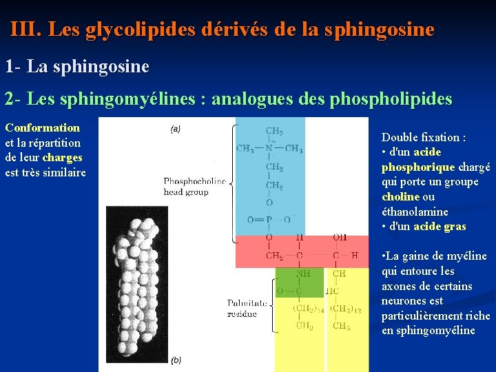  III. Les glycolipides dérivés de la sphingosine 1 - La sphingosine 2 -