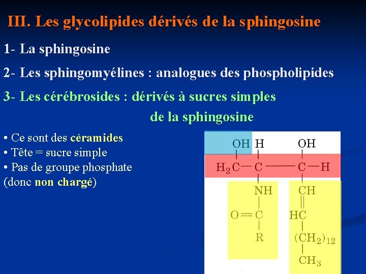  III. Les glycolipides dérivés de la sphingosine 1 - La sphingosine 2 -