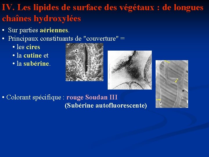 IV. Les lipides de surface des végétaux : de longues chaînes hydroxylées • Sur