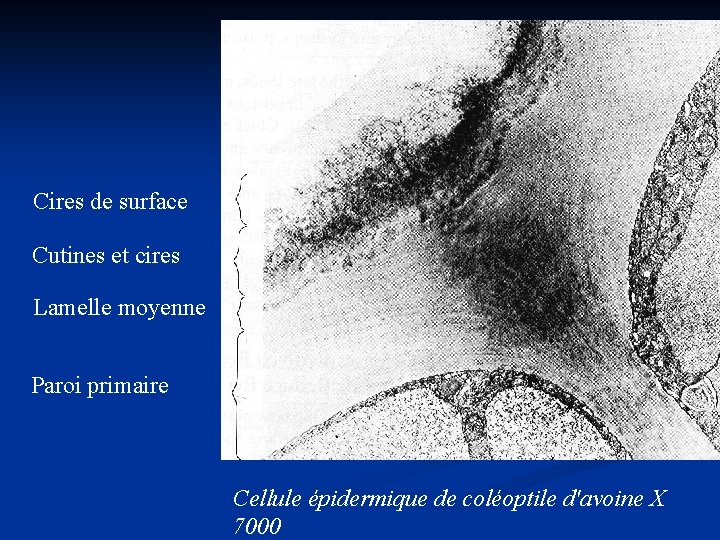 Cires de surface Cutines et cires Lamelle moyenne Paroi primaire Cellule épidermique de coléoptile