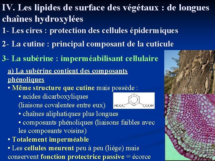 IV. Les lipides de surface des végétaux : de longues chaînes hydroxylées 1 -