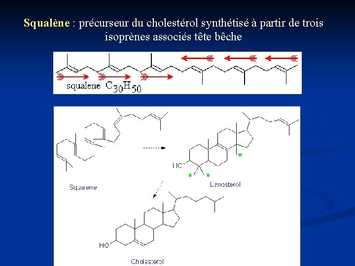 Squalène : précurseur du cholestérol synthétisé à partir de trois isoprènes associés tête bêche