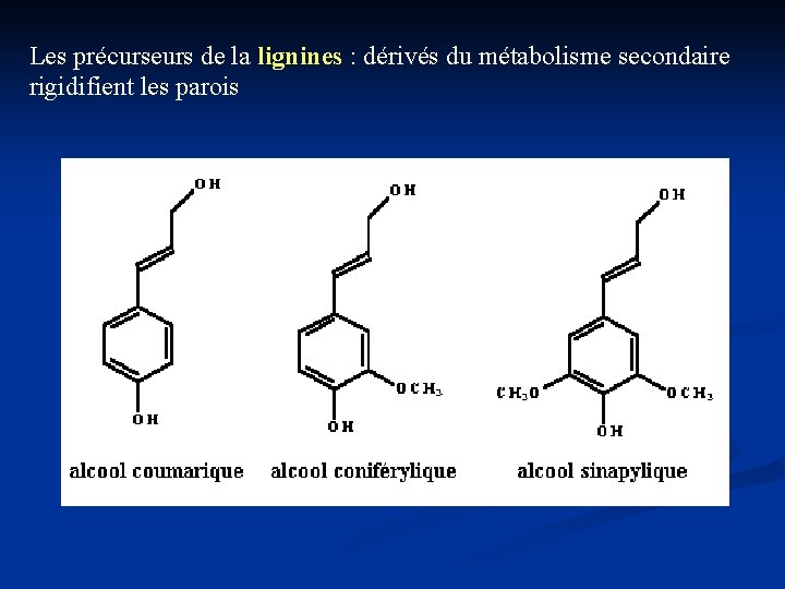 Les précurseurs de la lignines : dérivés du métabolisme secondaire rigidifient les parois 