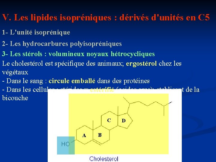 V. Les lipides isopréniques : dérivés d'unités en C 5 1 - L'unité isoprénique