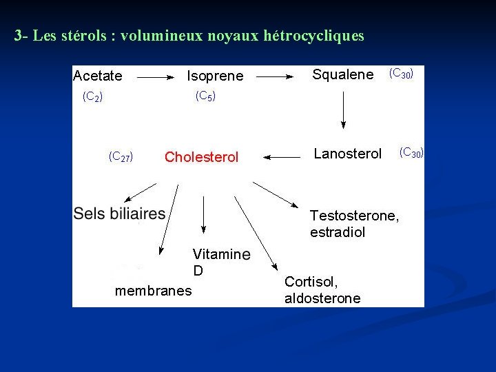 3 - Les stérols : volumineux noyaux hétrocycliques 