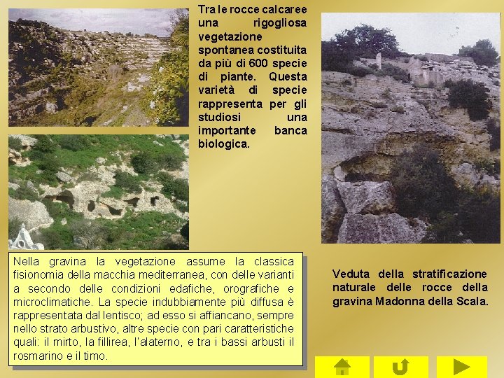 Tra le rocce calcaree una rigogliosa vegetazione spontanea costituita da più di 600 specie Tra le rocce calcaree una rigogliosa vegetazione spontanea costituita da più di 600 specie