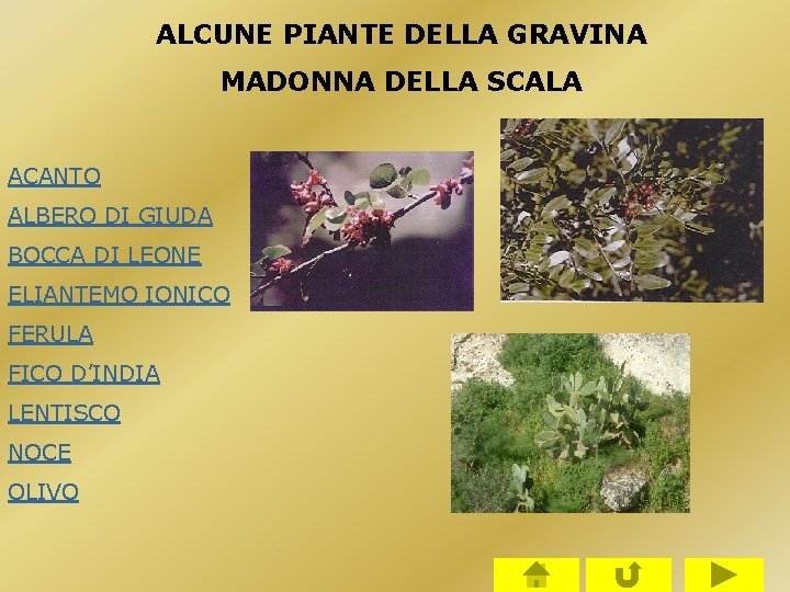 ALCUNE PIANTE DELLA GRAVINA MADONNA DELLA SCALA ACANTO ALBERO DI GIUDA BOCCA DI LEONE ALCUNE PIANTE DELLA GRAVINA MADONNA DELLA SCALA ACANTO ALBERO DI GIUDA BOCCA DI LEONE