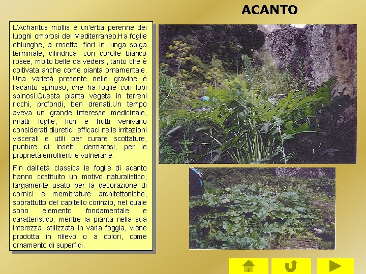 ACANTO L’Achantus mollis è un’erba perenne dei luoghi ombrosi del Mediterraneo. Ha foglie oblunghe, ACANTO L’Achantus mollis è un’erba perenne dei luoghi ombrosi del Mediterraneo. Ha foglie oblunghe,