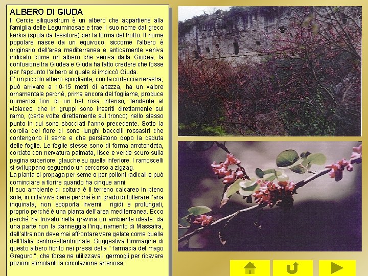 ALBERO DI GIUDA ll Cercis siliquastrum è un albero che appartiene alla famiglia delle ALBERO DI GIUDA ll Cercis siliquastrum è un albero che appartiene alla famiglia delle