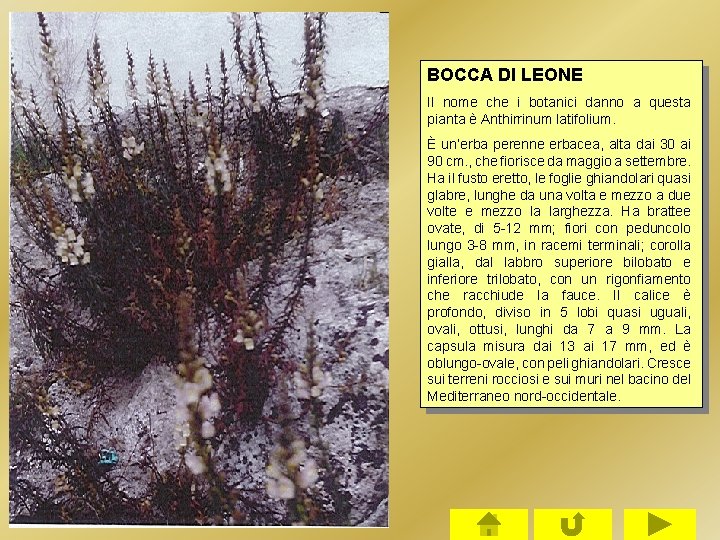 BOCCA DI LEONE Il nome che i botanici danno a questa pianta è Anthirrinum BOCCA DI LEONE Il nome che i botanici danno a questa pianta è Anthirrinum