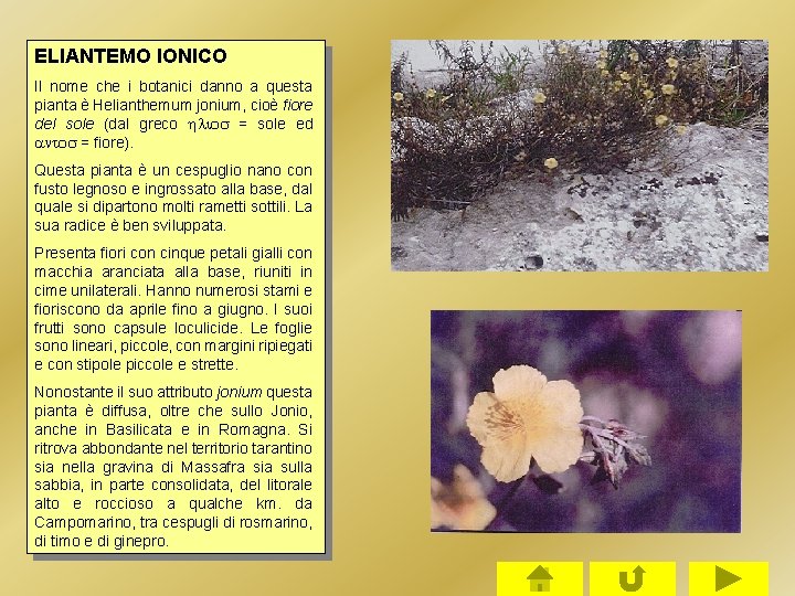ELIANTEMO IONICO Il nome che i botanici danno a questa pianta è Helianthemum jonium, ELIANTEMO IONICO Il nome che i botanici danno a questa pianta è Helianthemum jonium,