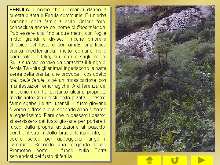 FERULA ll nome che i botanici danno a questa pianta è Ferula communis. È FERULA ll nome che i botanici danno a questa pianta è Ferula communis. È