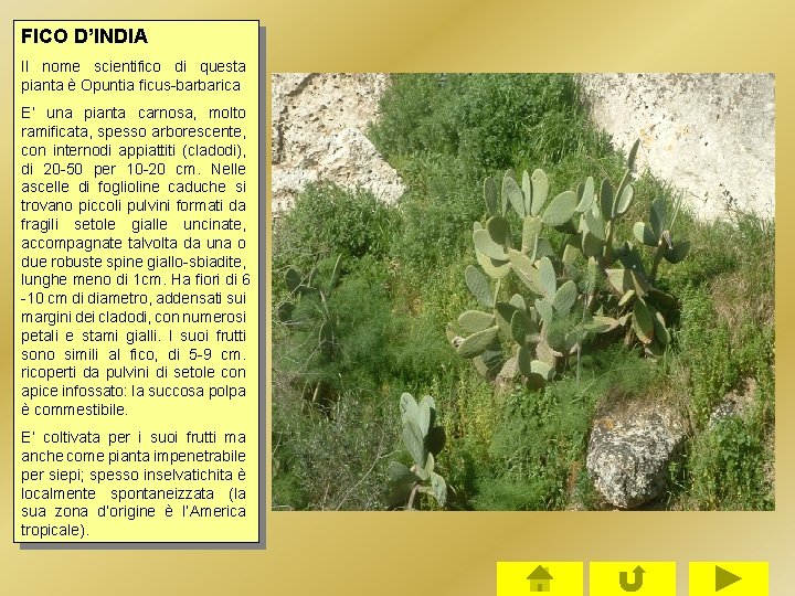 FICO D’INDIA Il nome scientifico di questa pianta è Opuntia ficus-barbarica E’ una pianta FICO D’INDIA Il nome scientifico di questa pianta è Opuntia ficus-barbarica E’ una pianta