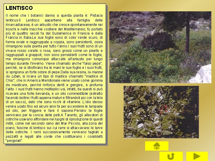 LENTISCO Il nome che i botanici danno a questa pianta è: Pistacia lenticus. Il LENTISCO Il nome che i botanici danno a questa pianta è: Pistacia lenticus. Il