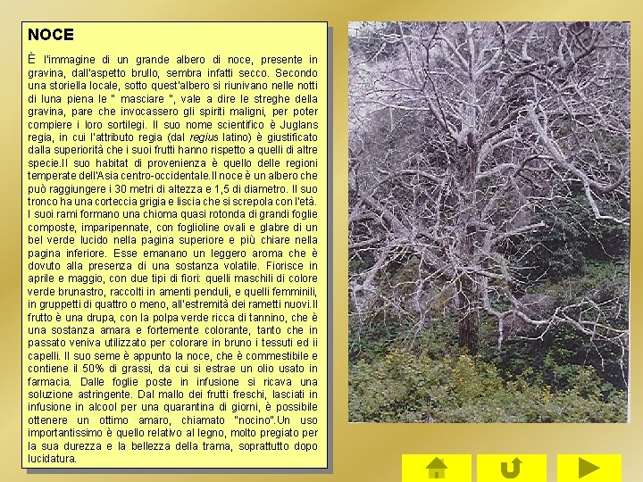 NOCE È l’immagine di un grande albero di noce, presente in gravina, dall’aspetto brullo, NOCE È l’immagine di un grande albero di noce, presente in gravina, dall’aspetto brullo,