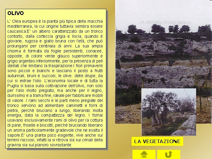 OLIVO L’ Olea europea è la pianta più tipica della macchia mediterranea, la cui OLIVO L’ Olea europea è la pianta più tipica della macchia mediterranea, la cui