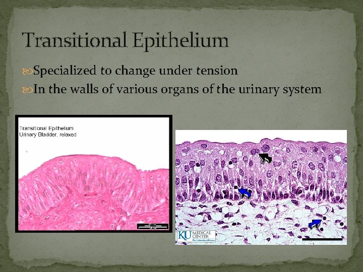 Transitional Epithelium Specialized to change under tension In the walls of various organs of