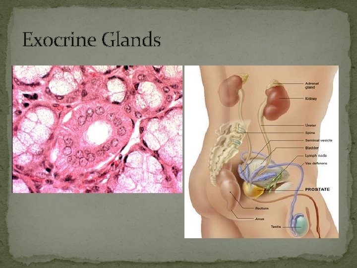 Exocrine Glands 