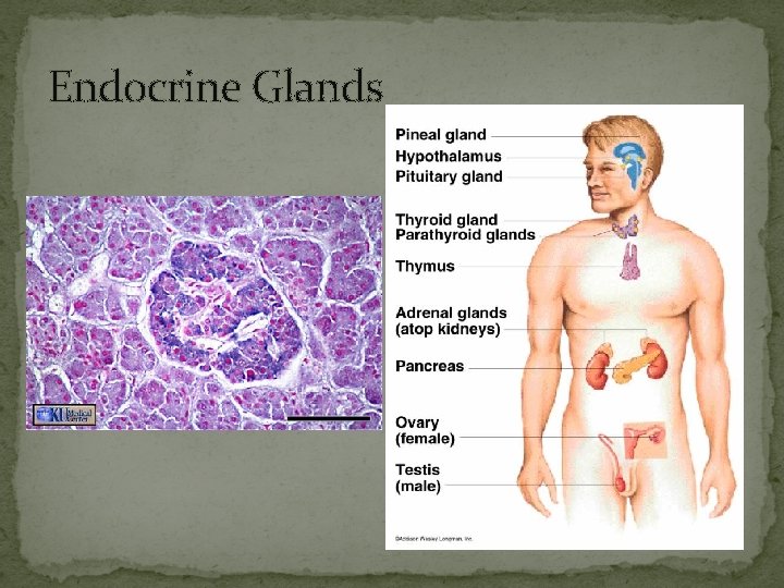 Endocrine Glands 