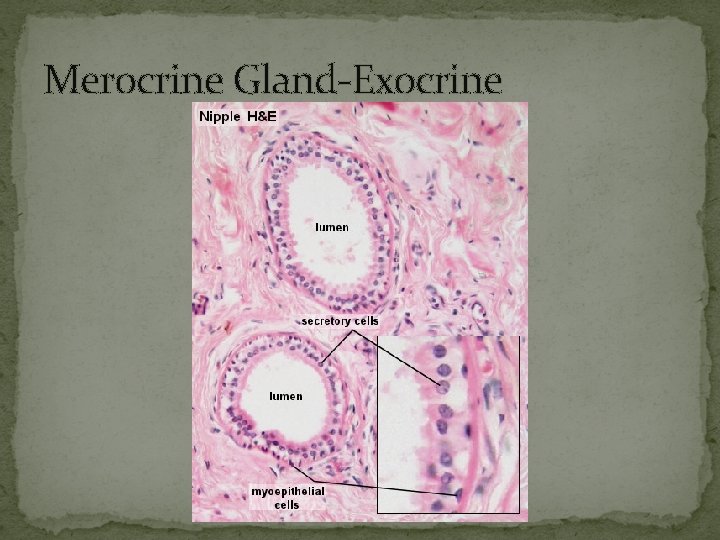 Merocrine Gland-Exocrine 