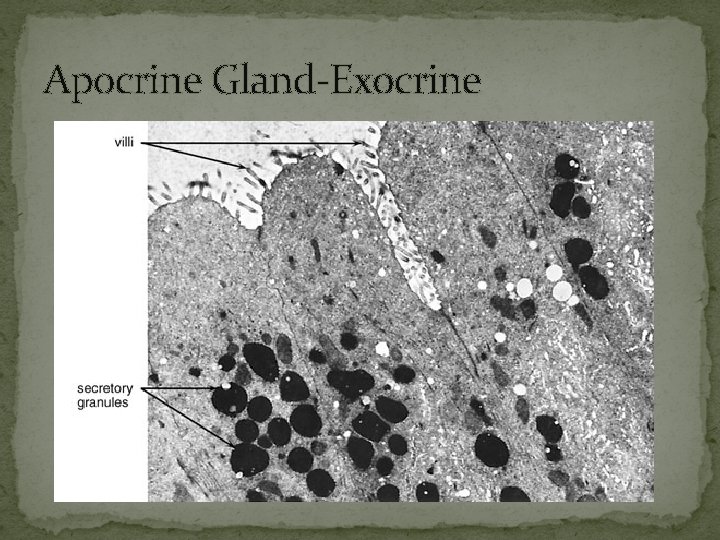 Apocrine Gland-Exocrine 