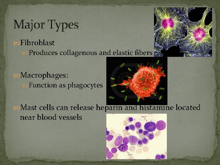 Major Types Fibroblast Produces collagenous and elastic fibers Macrophages: Function as phagocytes Mast cells