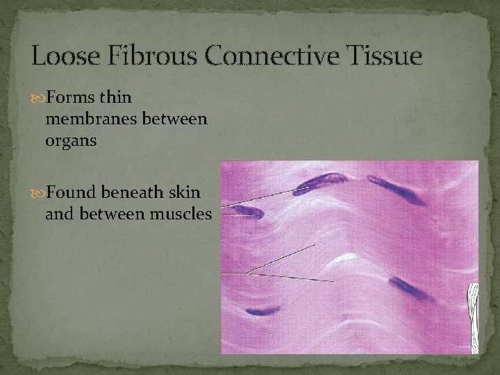 Loose Fibrous Connective Tissue Forms thin membranes between organs Found beneath skin and between